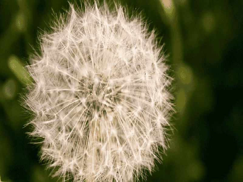 天津菁华做试管费用（试管之前吃扑尔敏）
